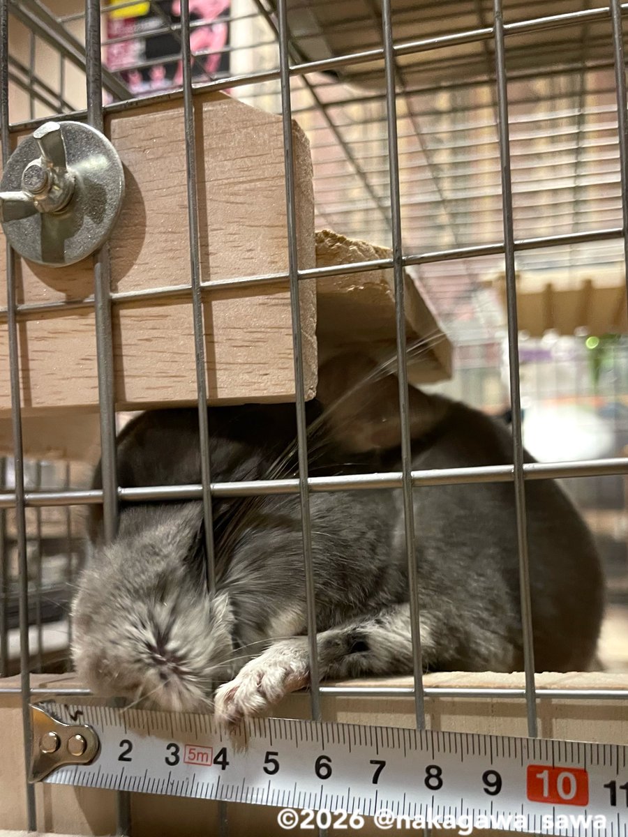 sawa（さわ） (@nakagawa_sawa) / Posts / X