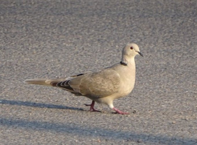 El Salvador Birds - Julio Acosta tweet media