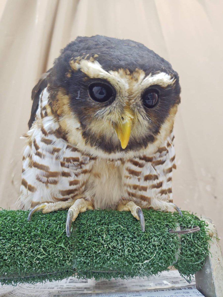 * vintage owl ❀ * もふもふ フクロウさん おはもふです！ 中腰かっちゃん😍 お席に余裕あるので遊びに来てね