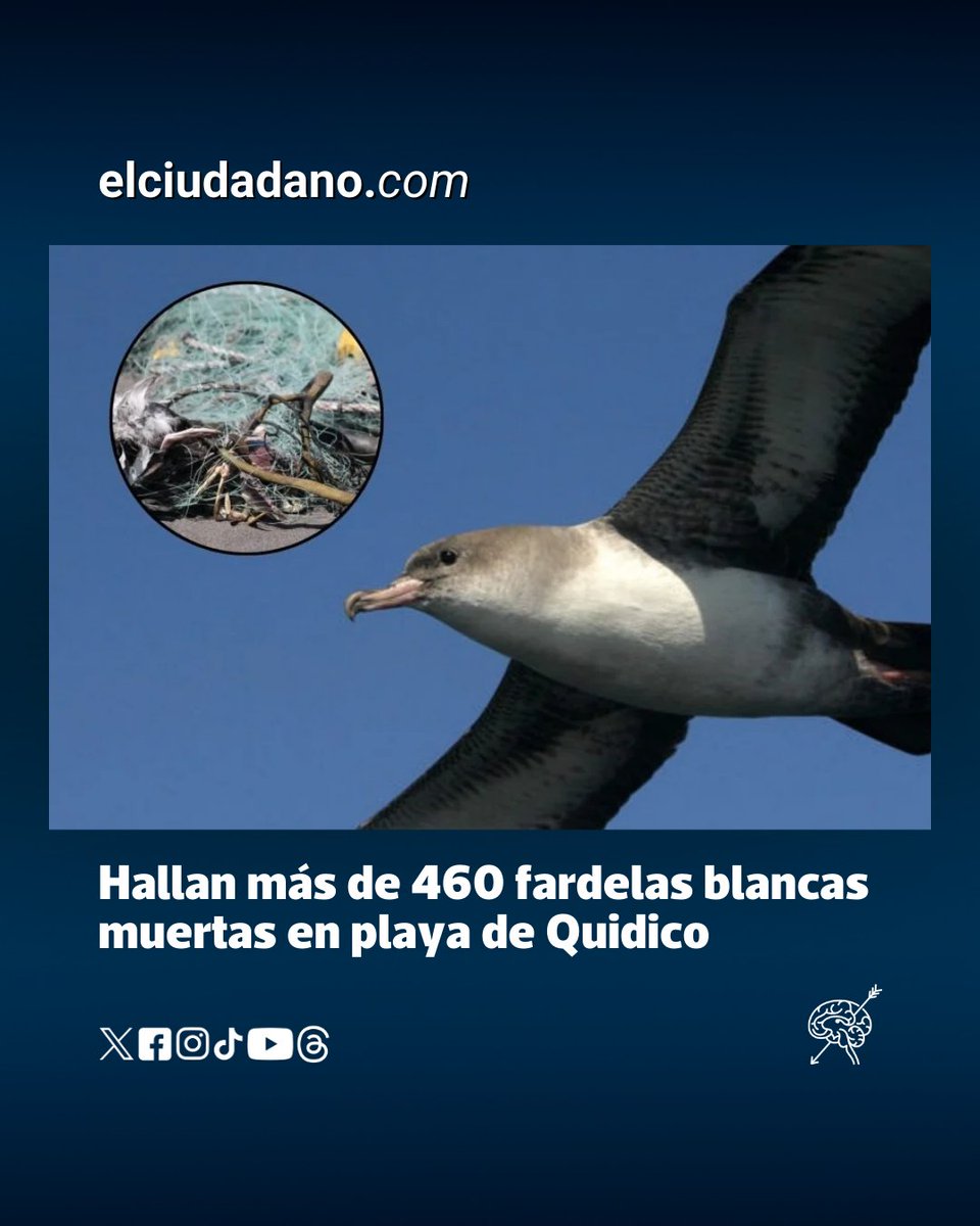 La Red de Observadores de Aves de Tirúa advierte sobre la gravedad del escenario que enfrenta esta especie en peligro de extinción.

El pasado sábado 14 de febrero se advirtió un masivo hallazgo de más de 460 ejemplares de fardela blanca sin vida en la localidad de Quidico, en la