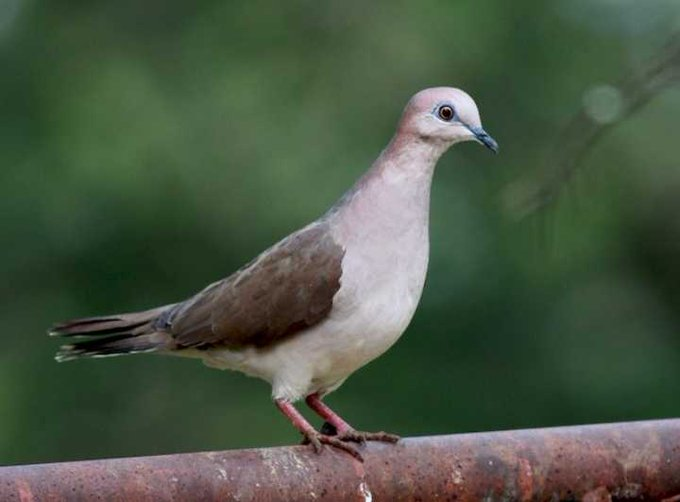 ElSalvadorBirds's tweet photo. PALOMA ARROYERA (Leptotila verreauxi) 28 cms. Es residente, su rango es desde EEUU hasta Argentina. Su hábitat son bosques y matorrales. Usualmente se alimenta en el suelo y es difícil verla. En #ElSalvador se le puede encontrar en la mayoría de áreas boscosas del país. https://t.co/rIpOflkOqU