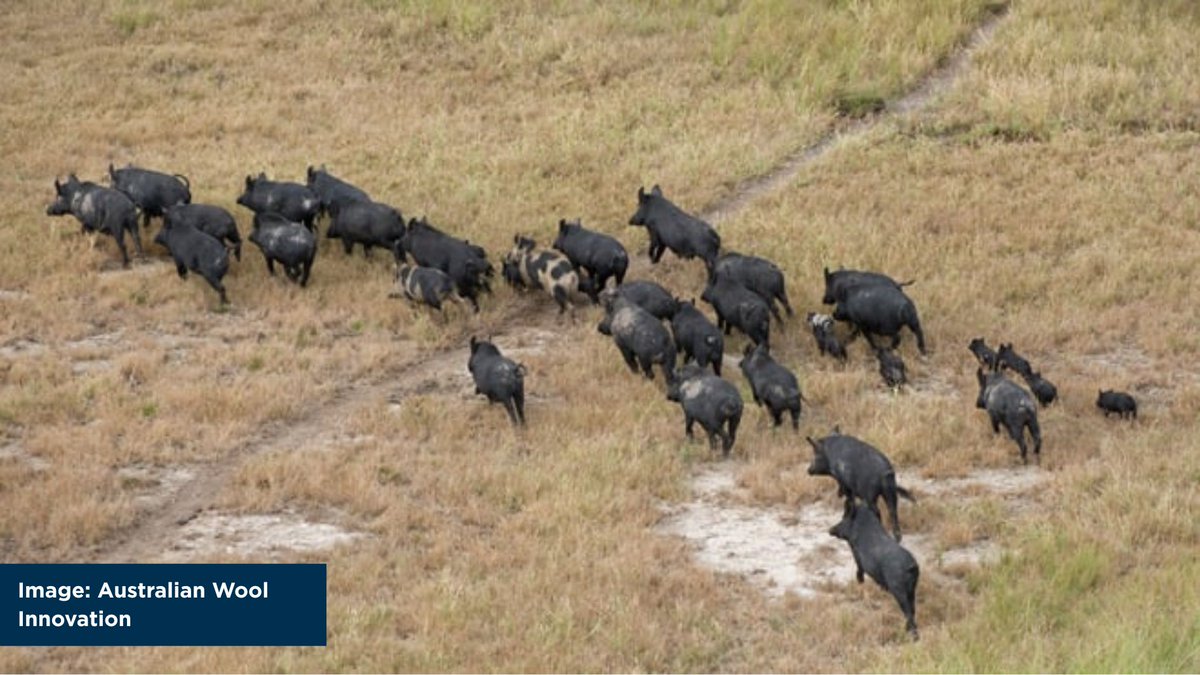 AgForce Queensland tweet media