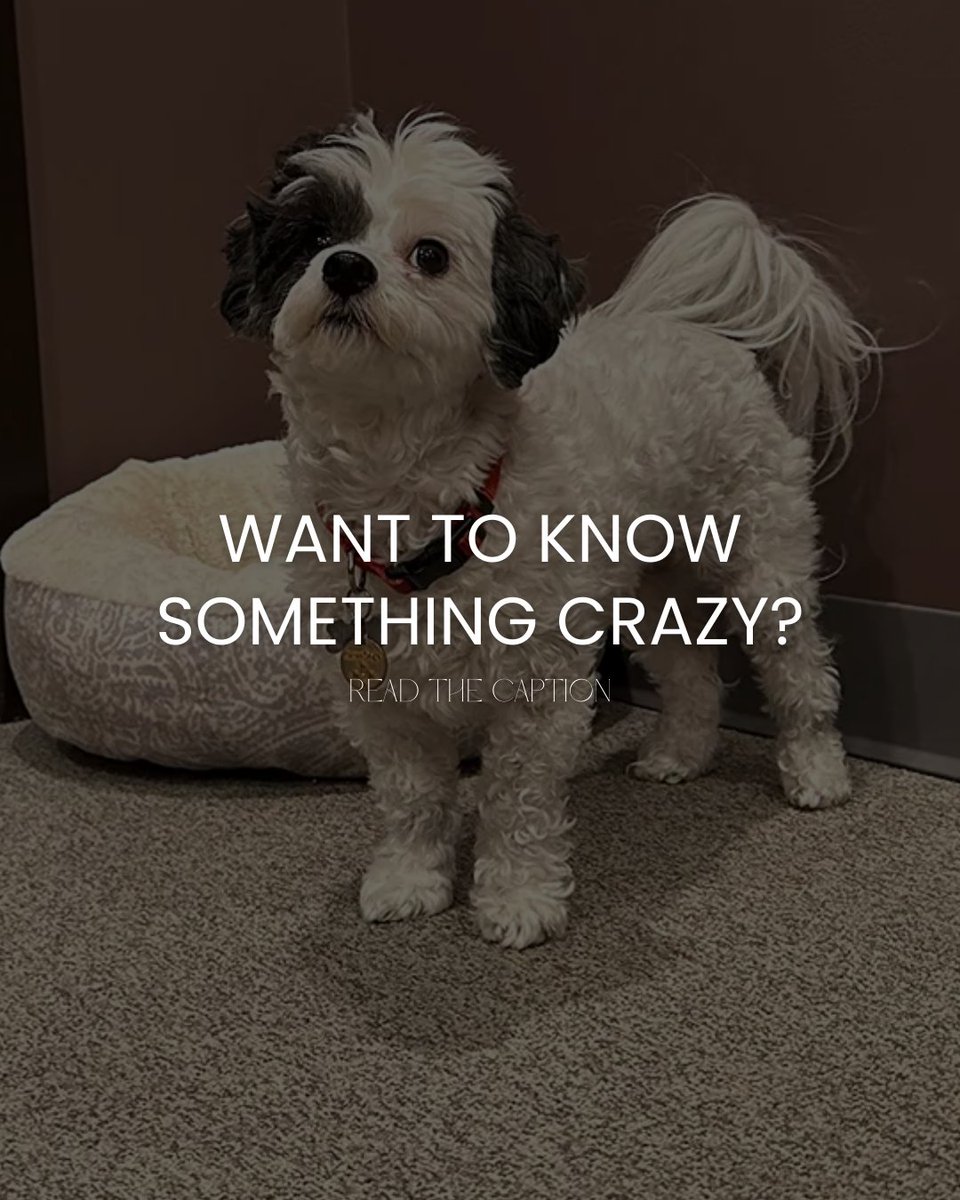 Ang Ribaste tweet media