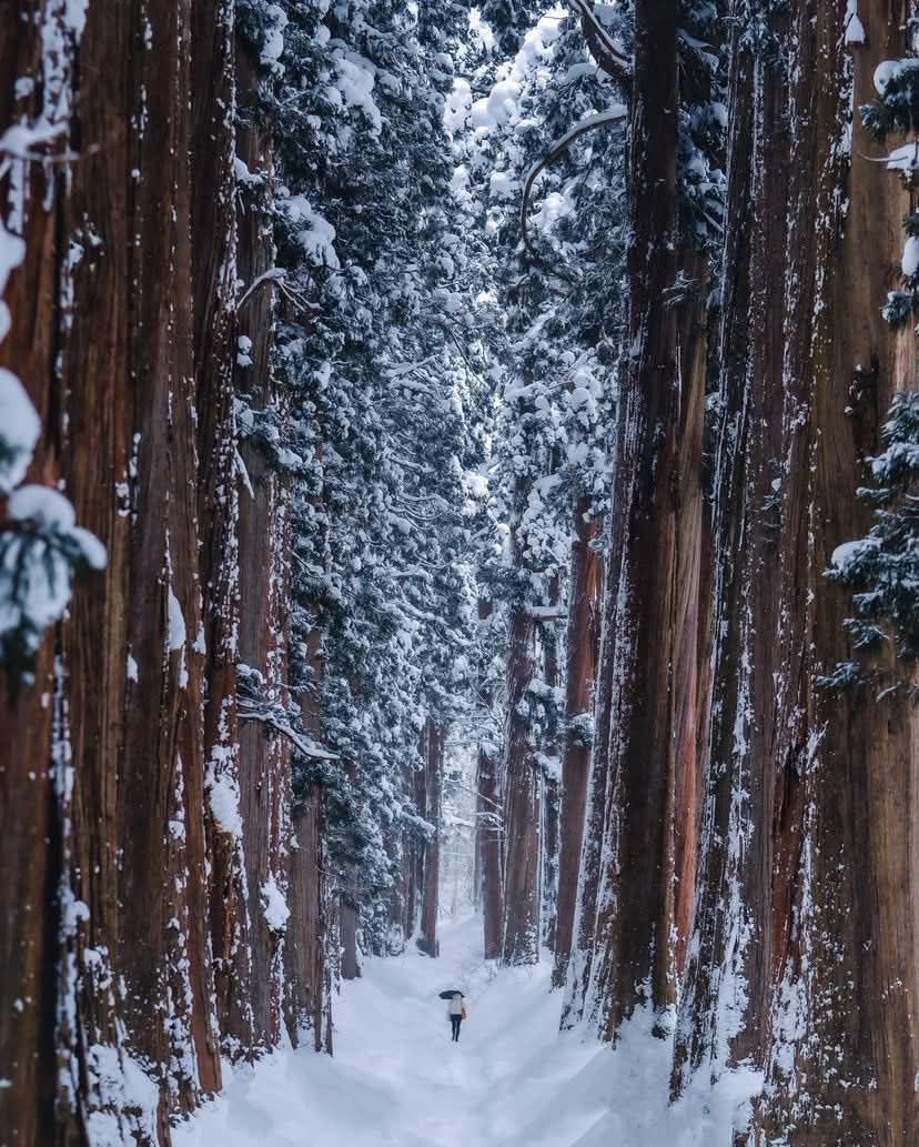 Togakushi-Jinja, Nagano Japan 🇯🇵