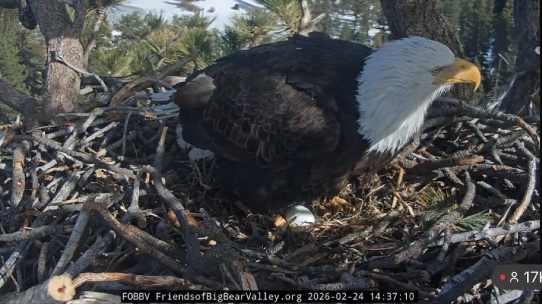 BREAKING 🚨🚨

#BigBear / #California 

JACKIE AND SHADOW HAVE LAID A NEW EGG!!!!!!!!