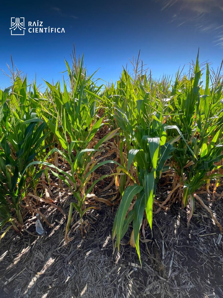 Raíz Científica tweet media