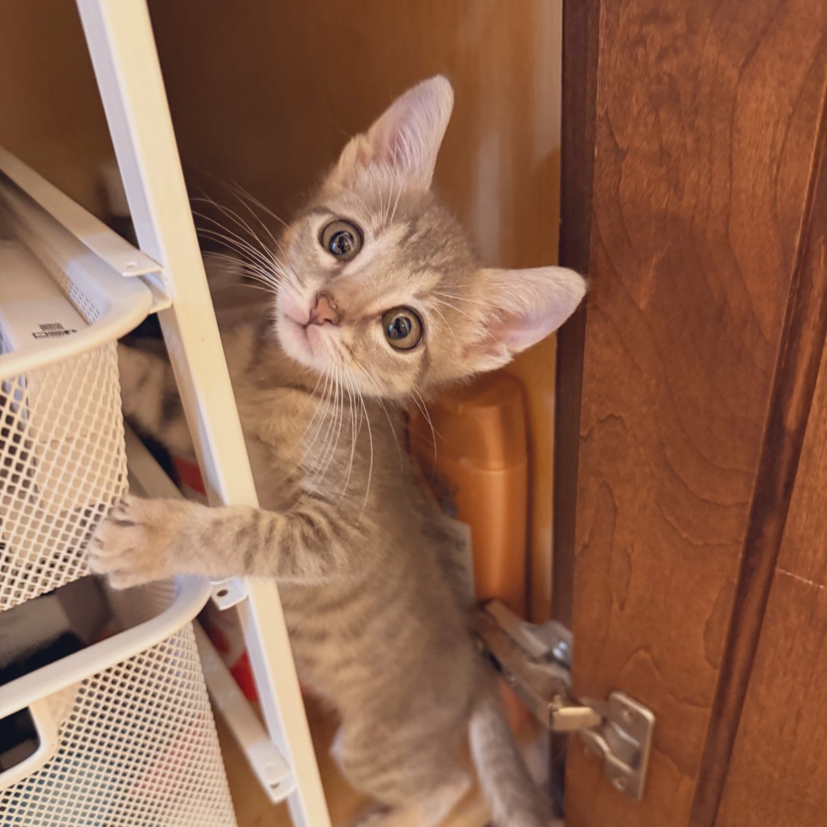 hi I’m Hank tweet media