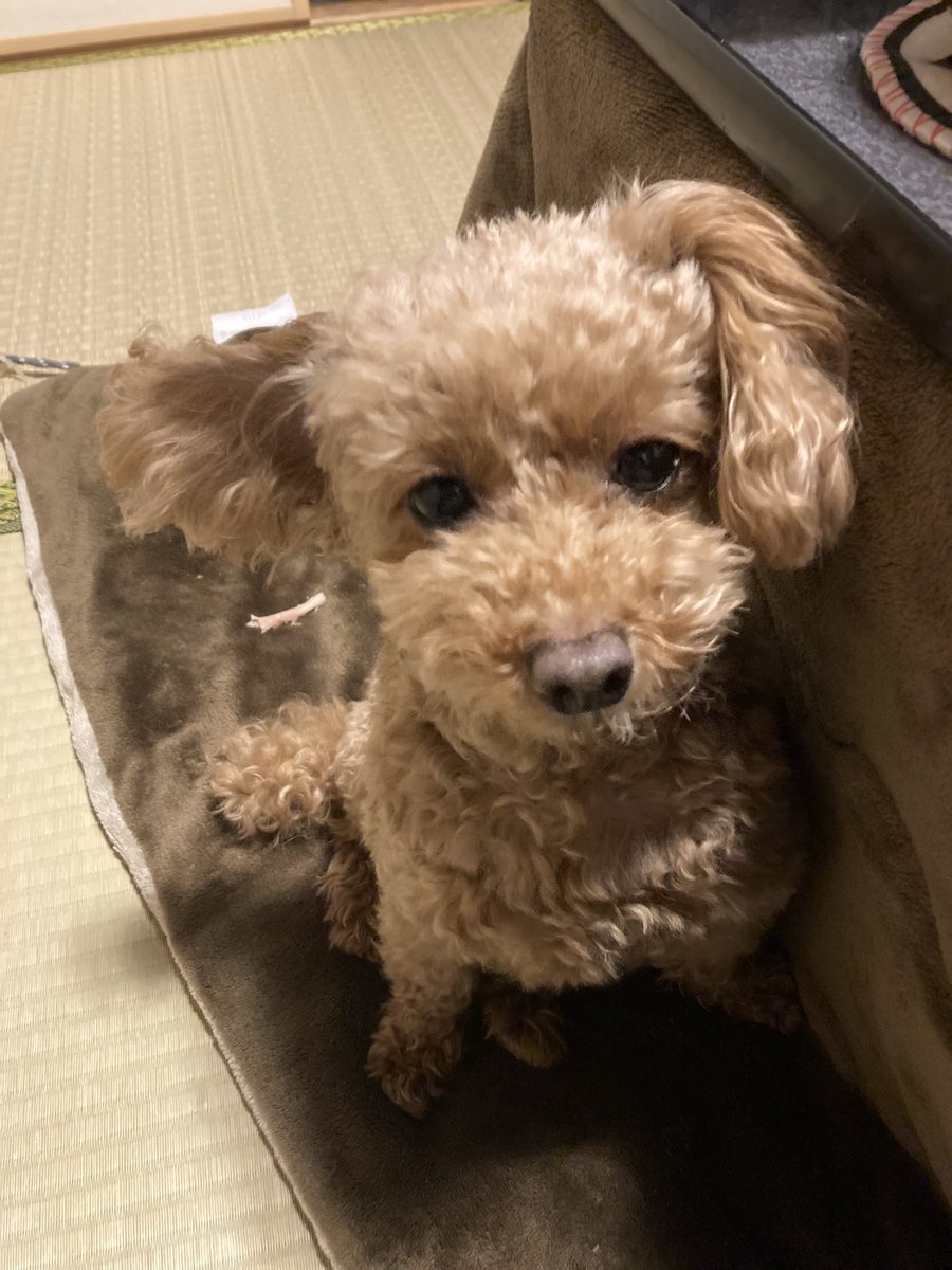ayuka_3's tweet photo. レノが昨日からパテラ手術で入院。1週間入院予定と言われ、昨日手術終わって、ちゃんと病院で寝れてるか心配になってきた。がんばれ〜。もう片足も半年後にやるのかと思うと辛いな。 https://t.co/gC4k1Uk3Dv