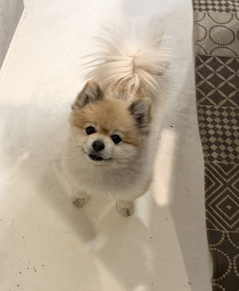 デカポメ🐶⛩️ポルくん🗼 (@AccessoryshopF) / Posts / X