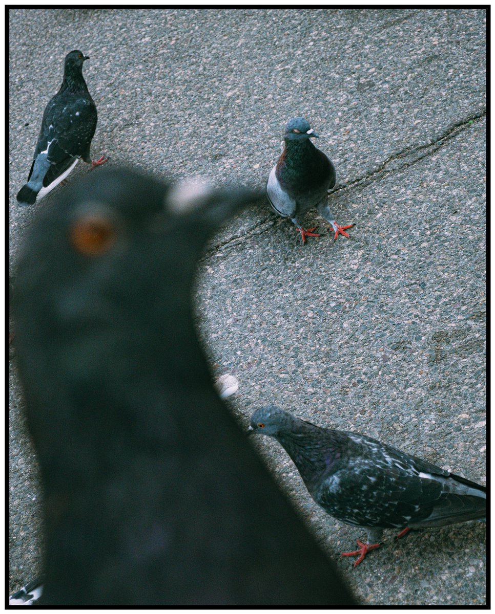 robotbackwards tweet media