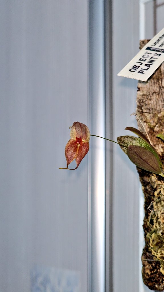 _boggle_boggle's tweet photo. Lepanthes matamorosii xjimenezii
르판데스 마타모로시X 지메네지 개화 https://t.co/D9wb9RMM2s