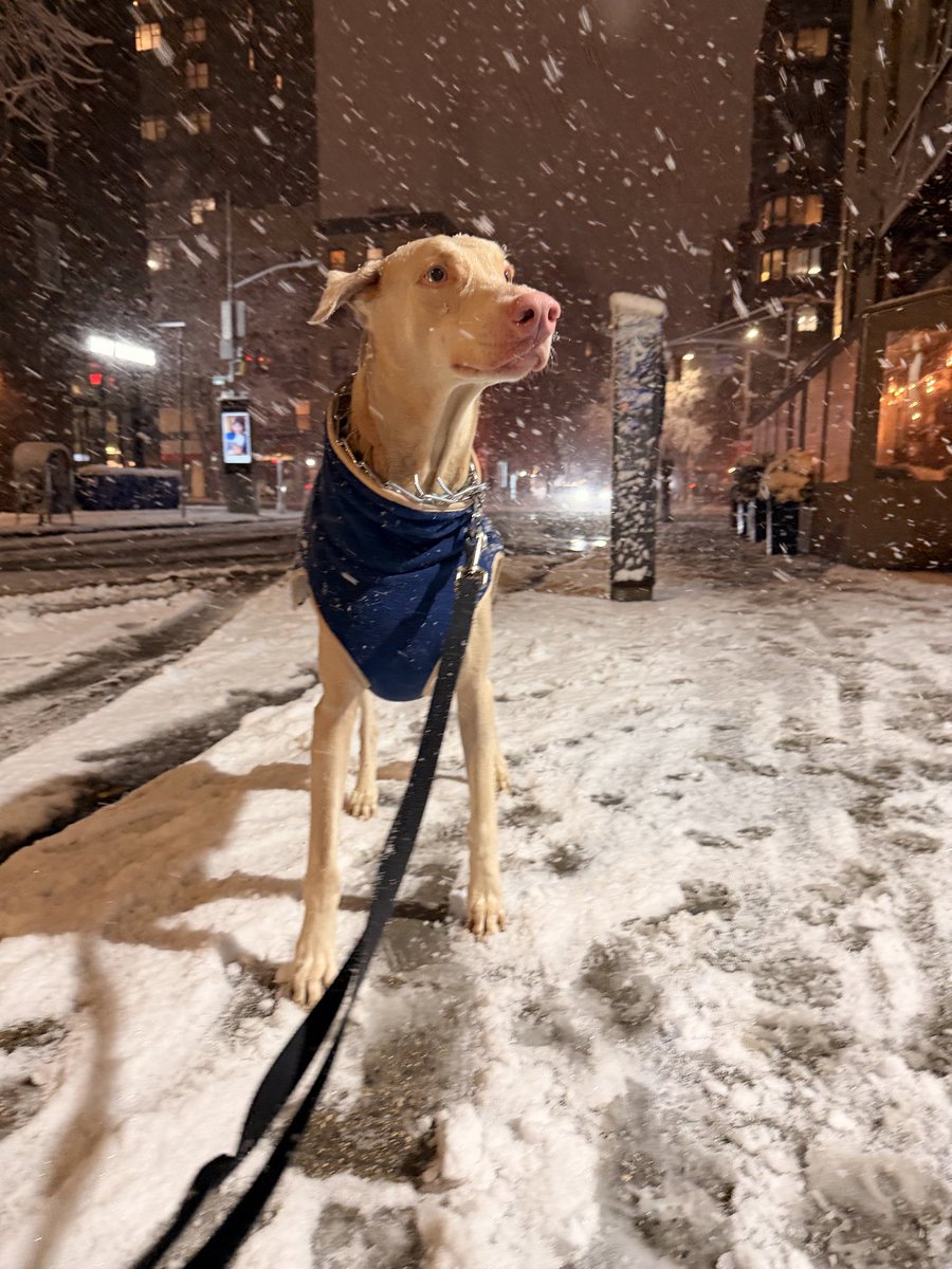 amberlee_nyc's tweet photo. Sunday night before the actual blizzard #nyc #nycdog #midtown #doberman https://t.co/pufUd9qbjV