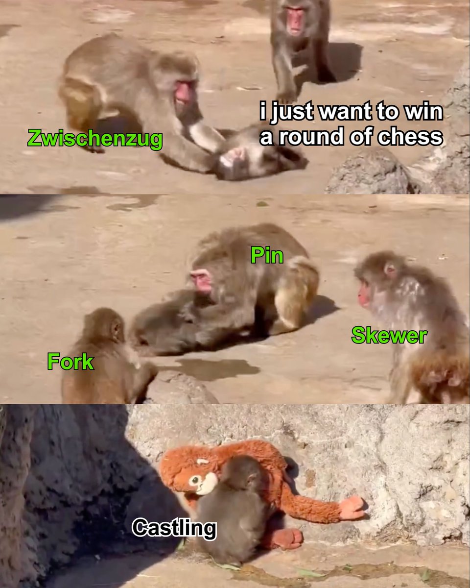 Duolingo tweet media