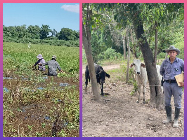 NPChaco1's tweet image. ISLA DEL #CERRITO: Recuperaron #Ganado #Robado Y Demoraron A Dos Jóvenes Por #Abigeato
#Noticiasdelparana noticiasdelparana.com.ar/NuevaEdicion/2…