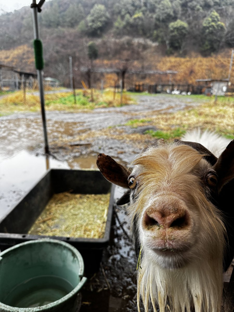 袖ケ浦ふれあいどうぶつ縁 tweet media