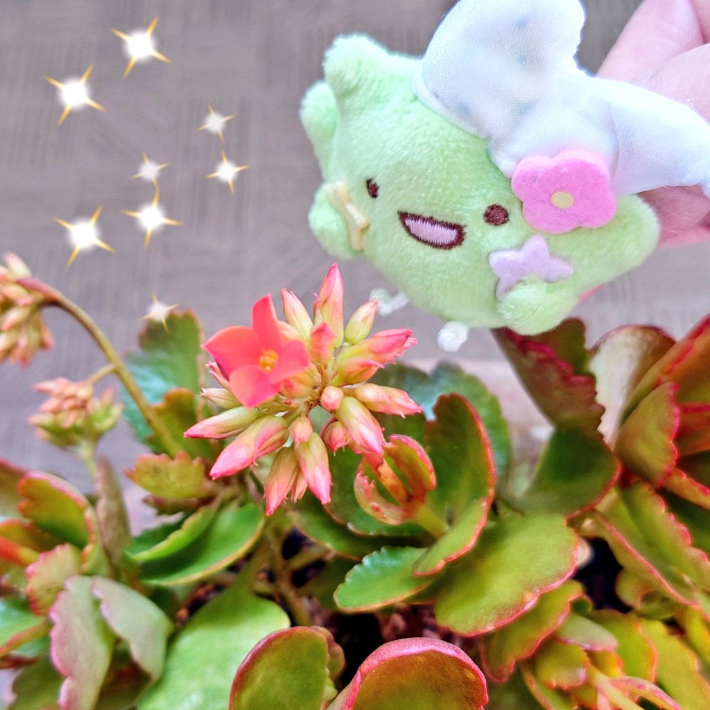 ひまわり(*^_^*)🌻 tweet media