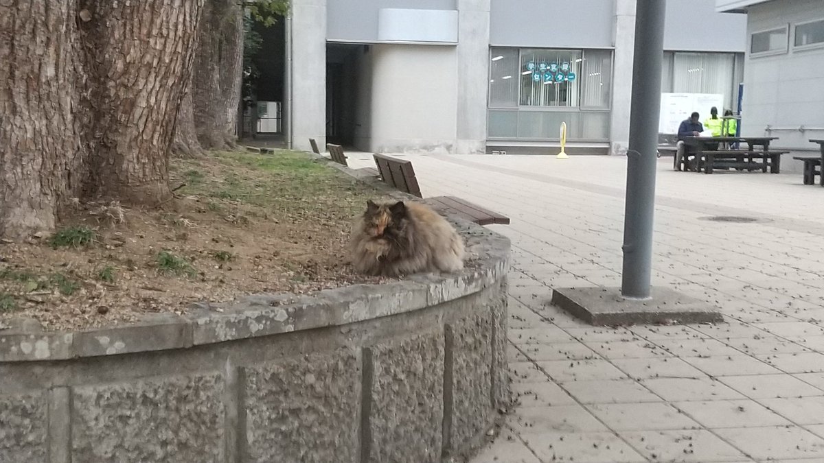 今日明日の長崎大学は入試があるので関係者以外立ち入り禁止です
※画像は大学の地域ネコ