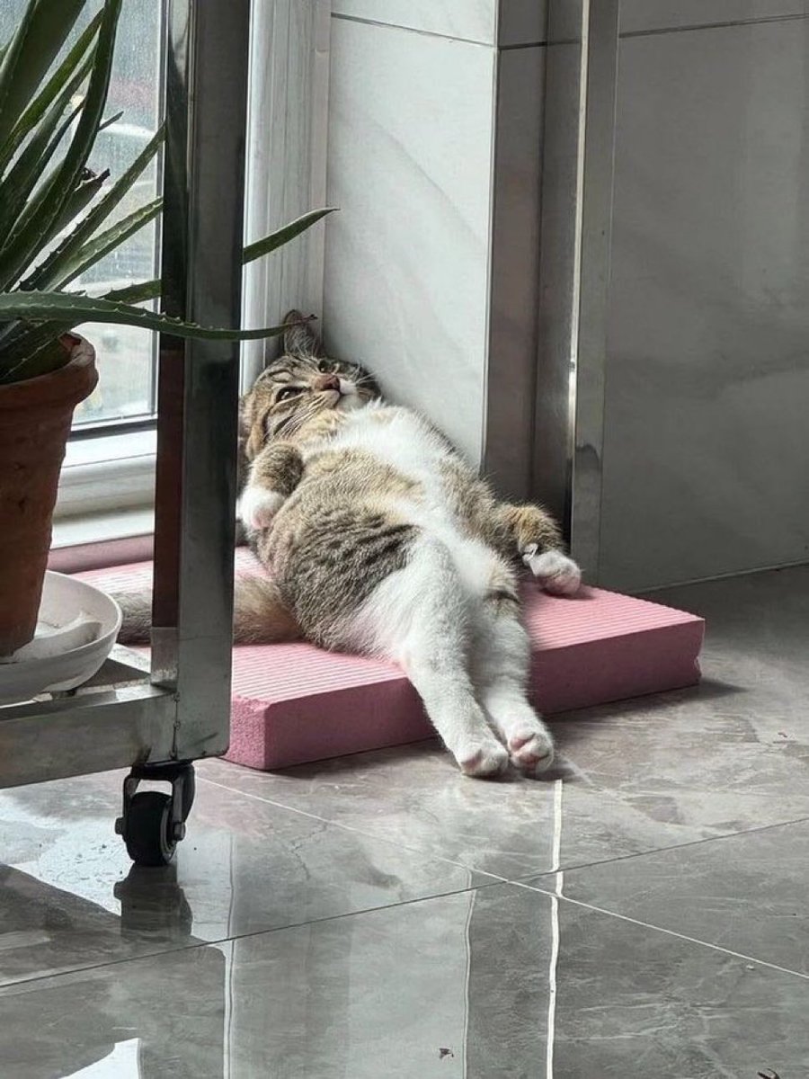 Fazla düşünmekten zehirlenen kedi: