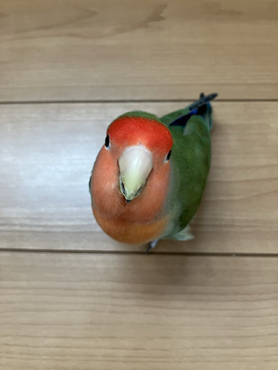 おはよー☔️
皆んな今日も一日よろしくね！🦜