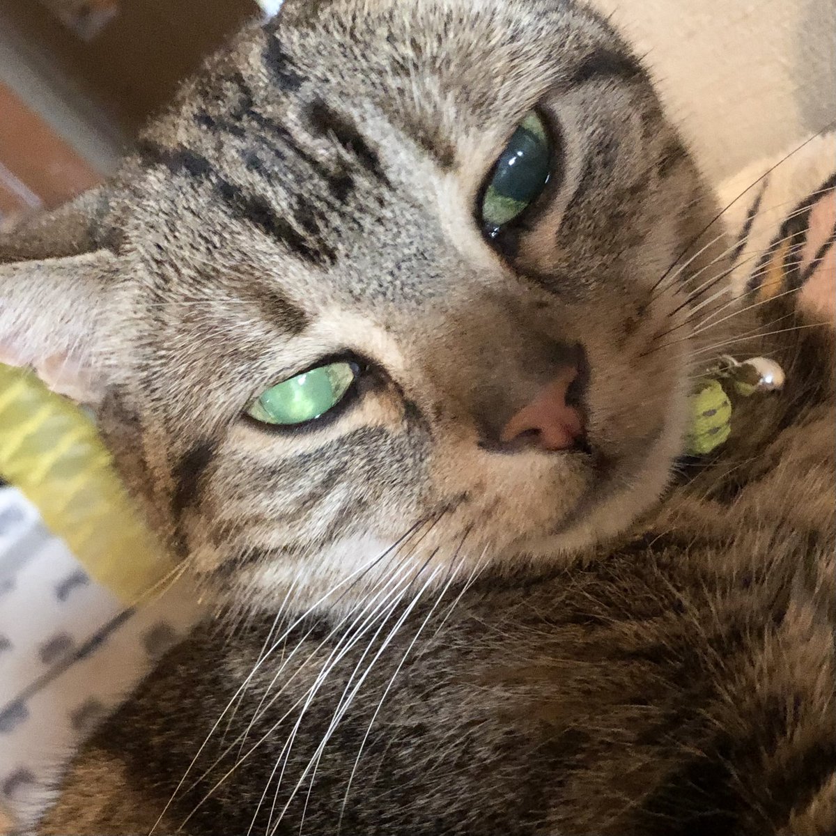 葉月つや子 (@nobuko58364135) / Posts / X