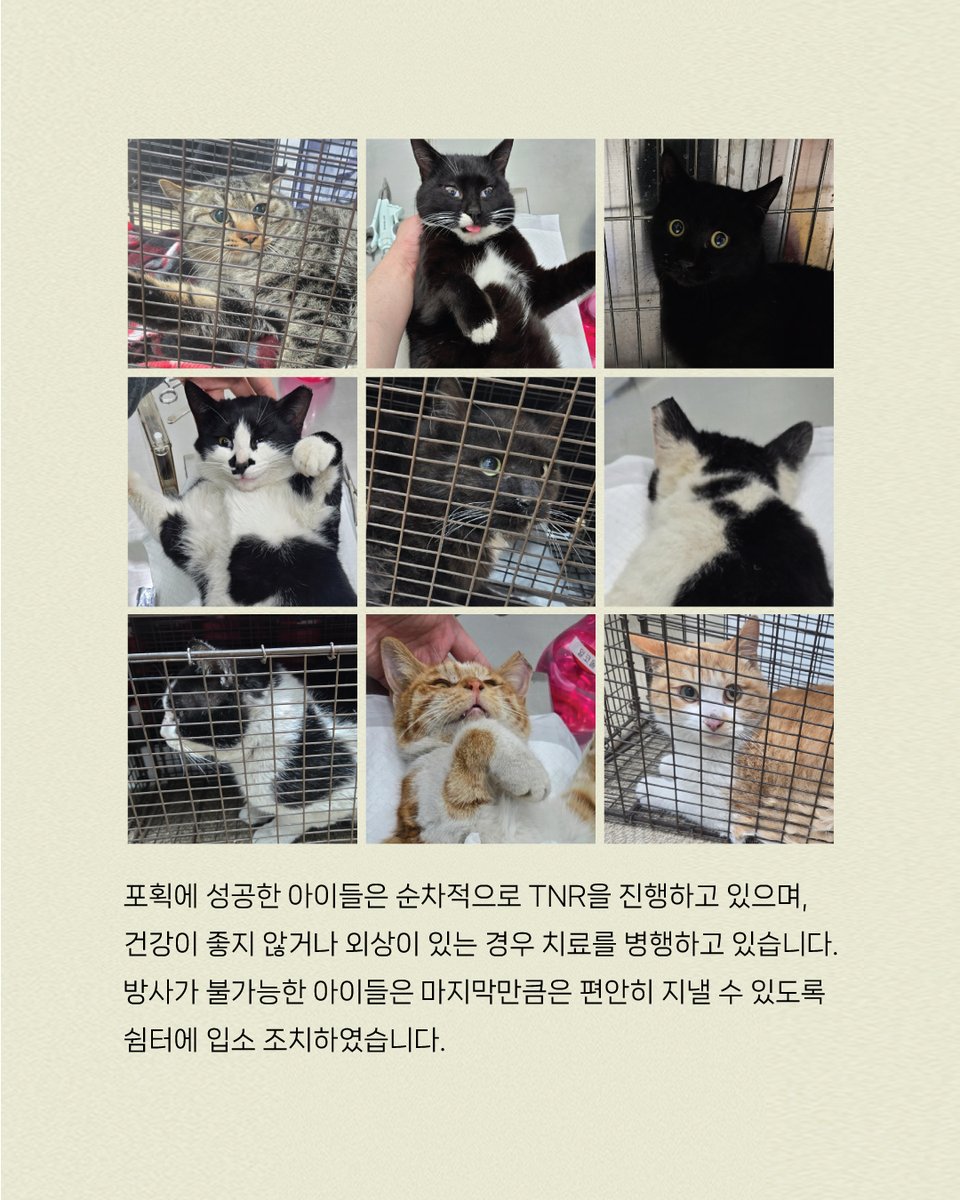 한국고양이보호협회 tweet media