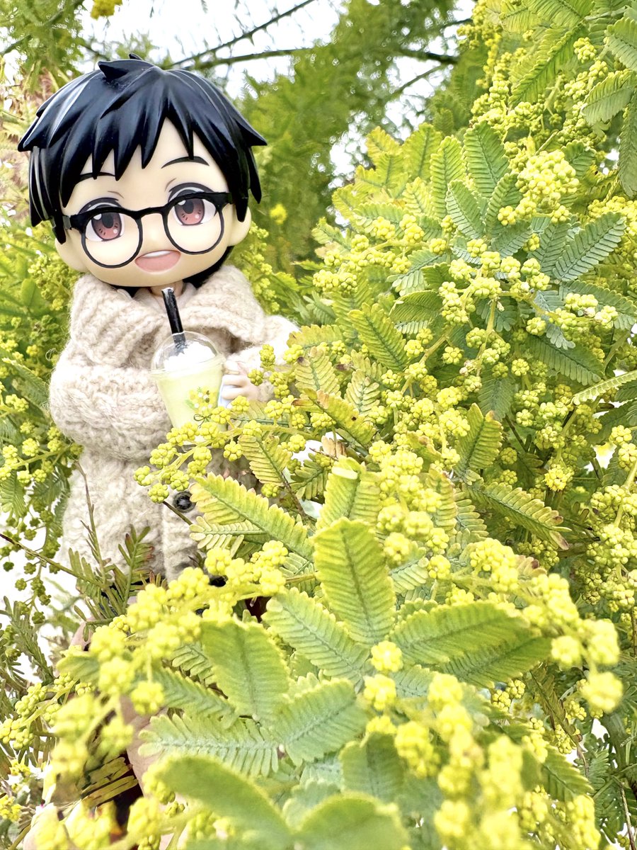 🟡ミモザ 🫧🫧 たくさんの蕾が開花を待ってるの可愛い。 手術いってき