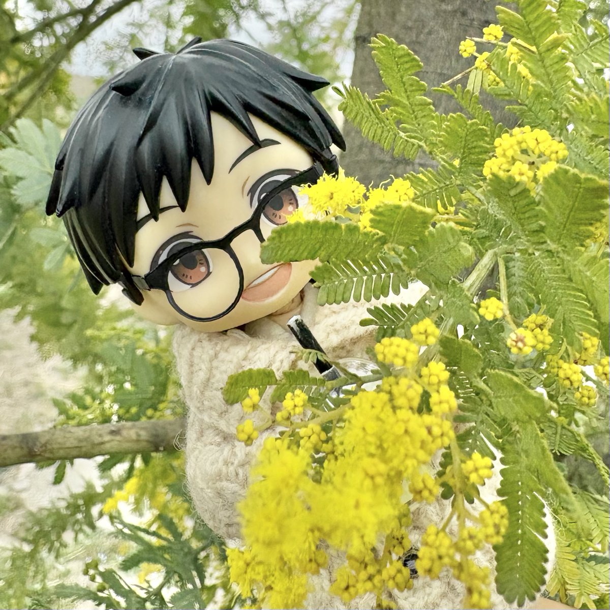 🟡ミモザ 🫧🫧 たくさんの蕾が開花を待ってるの可愛い。 手術いってき