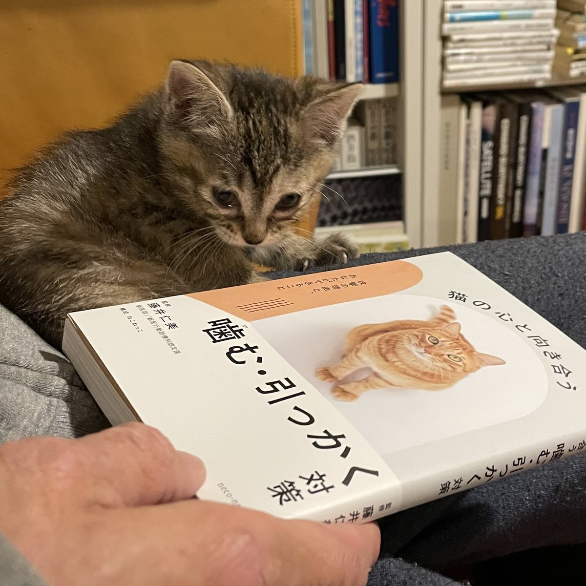ねこねっこ🐈 猫の本専門出版📚 (@neco_necco_net) / Posts / X