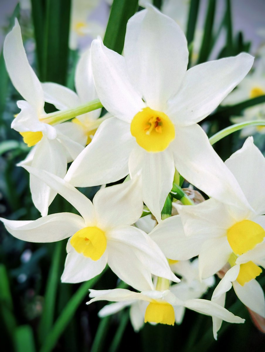 FWLMacZ95u95352's tweet image. If only we could enjoy these spring colors,
just one hour longer.
There’s no time to hesitate—we have to cherish every moment.
#LiveInTheMoment ⏳💖
#flowers📸🌿🌸