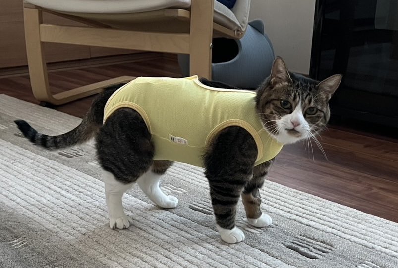 恐怖！！毒毒チワワ (@Jacket22112136) / Posts / X