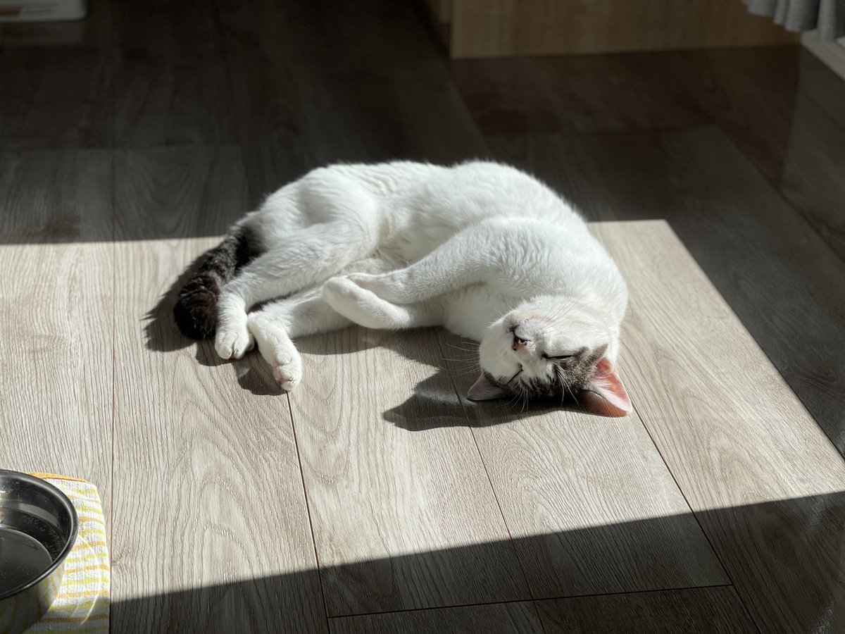 #里親募集
うなぎ♂8歳

気持ち良さそうに日向ぼっこ中🌞
 #えどねこ  #江戸川区  #保護猫  #ずっとのお家探し  #保護猫と暮らす