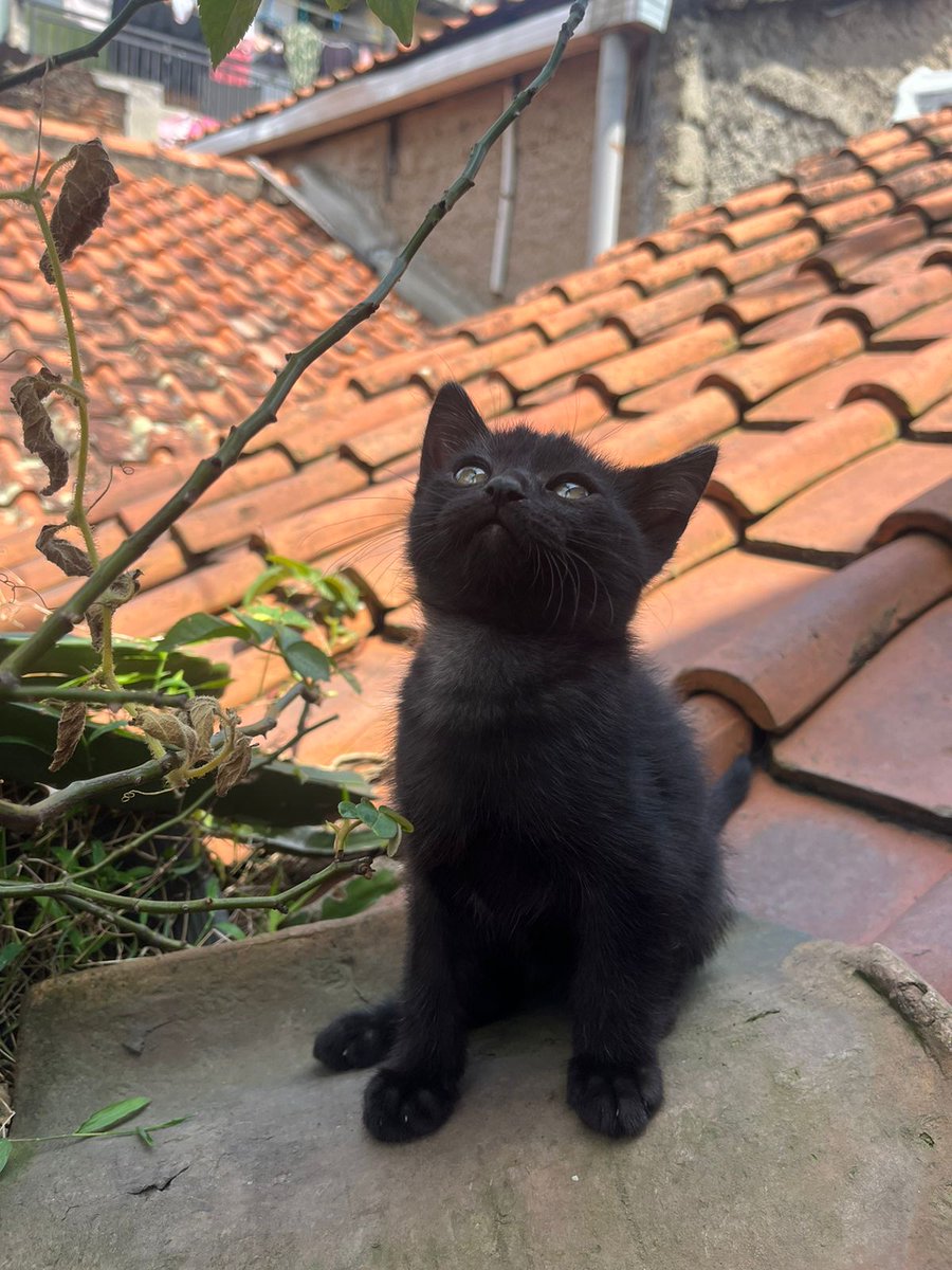 fat&nerdfighter tweet media