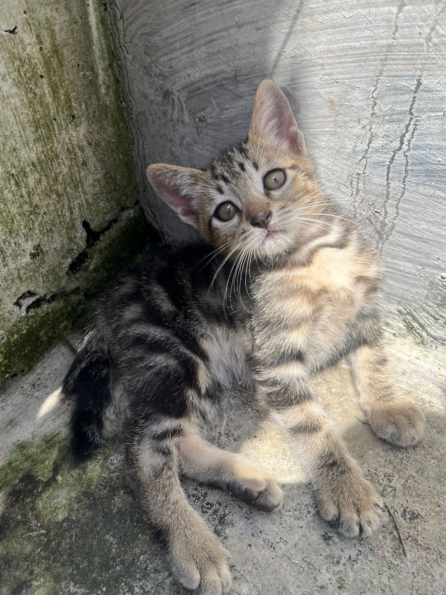 fat&nerdfighter tweet media