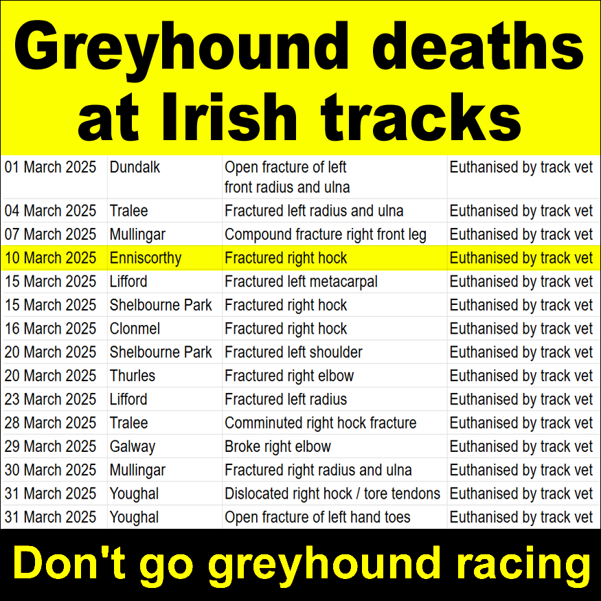 banbloodsports's tweet image. On this day last year, a greyhound was killed by a vet at #Enniscorthy track after suffering a fractured hock in a race banbloodsports.wordpress.com/2026/02/06/197… #YouBetTheyDie Don't go greyhound racing #BanGreyhoundRacing