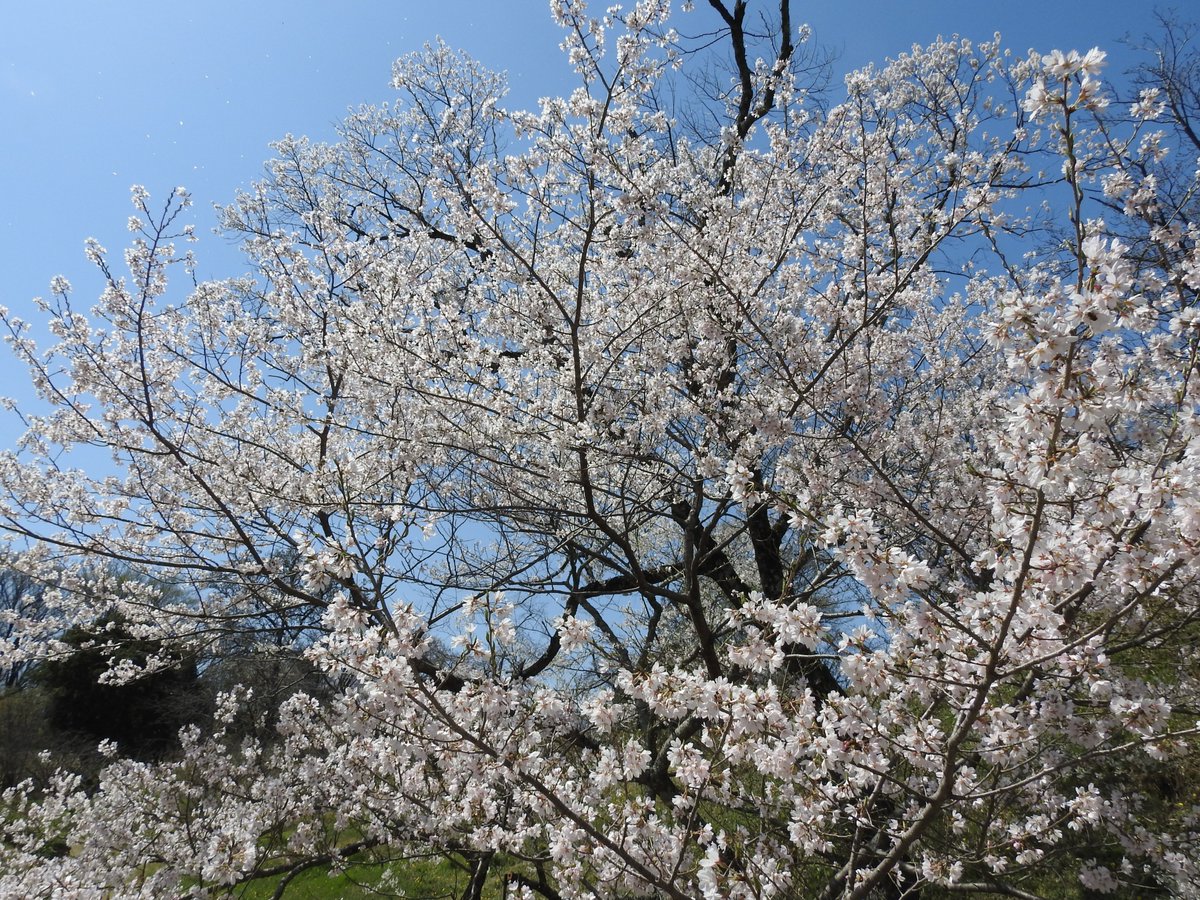 大阪公立大学 tweet media