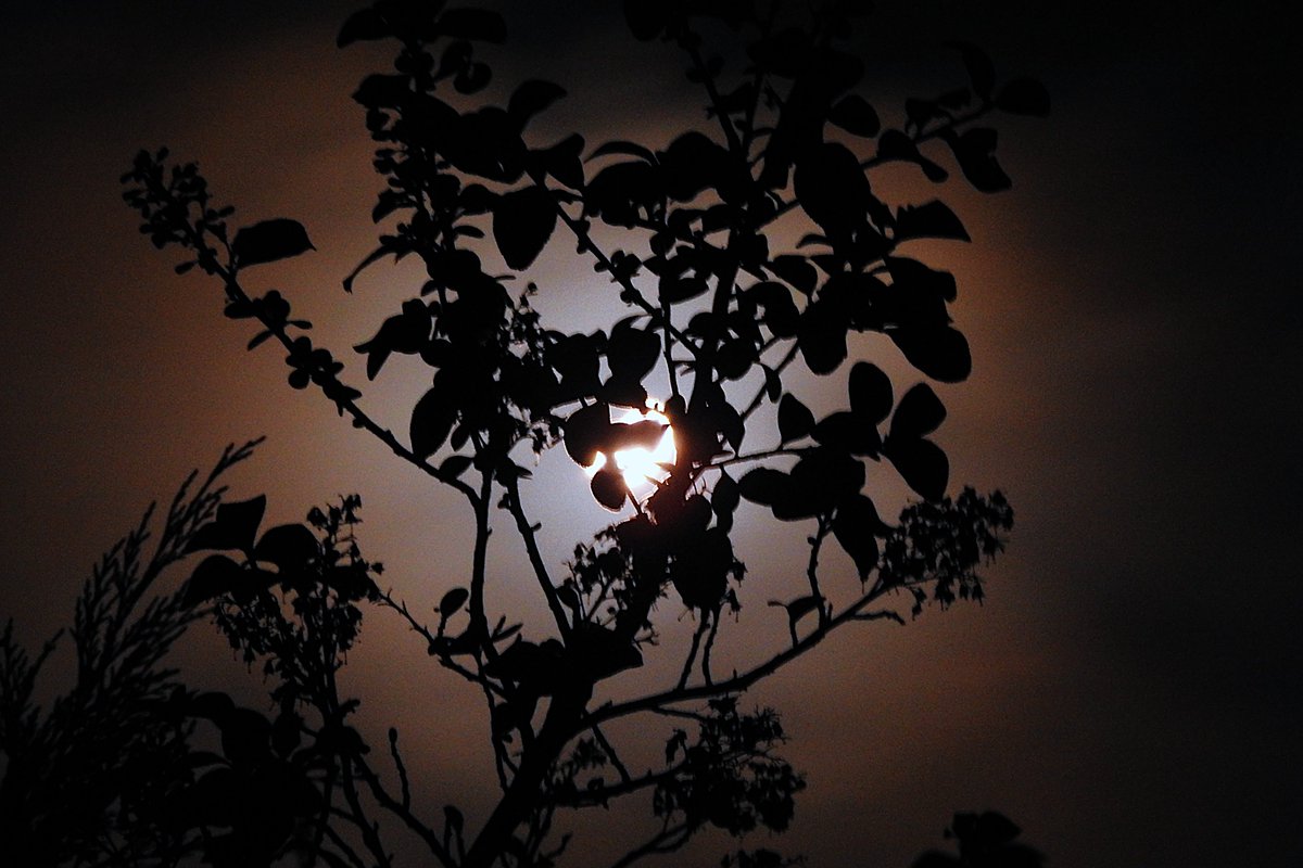 Nigey`s Wild Walks tweet media