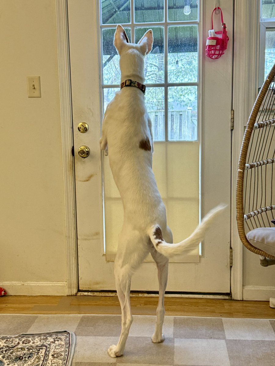 Susan Murray tweet media