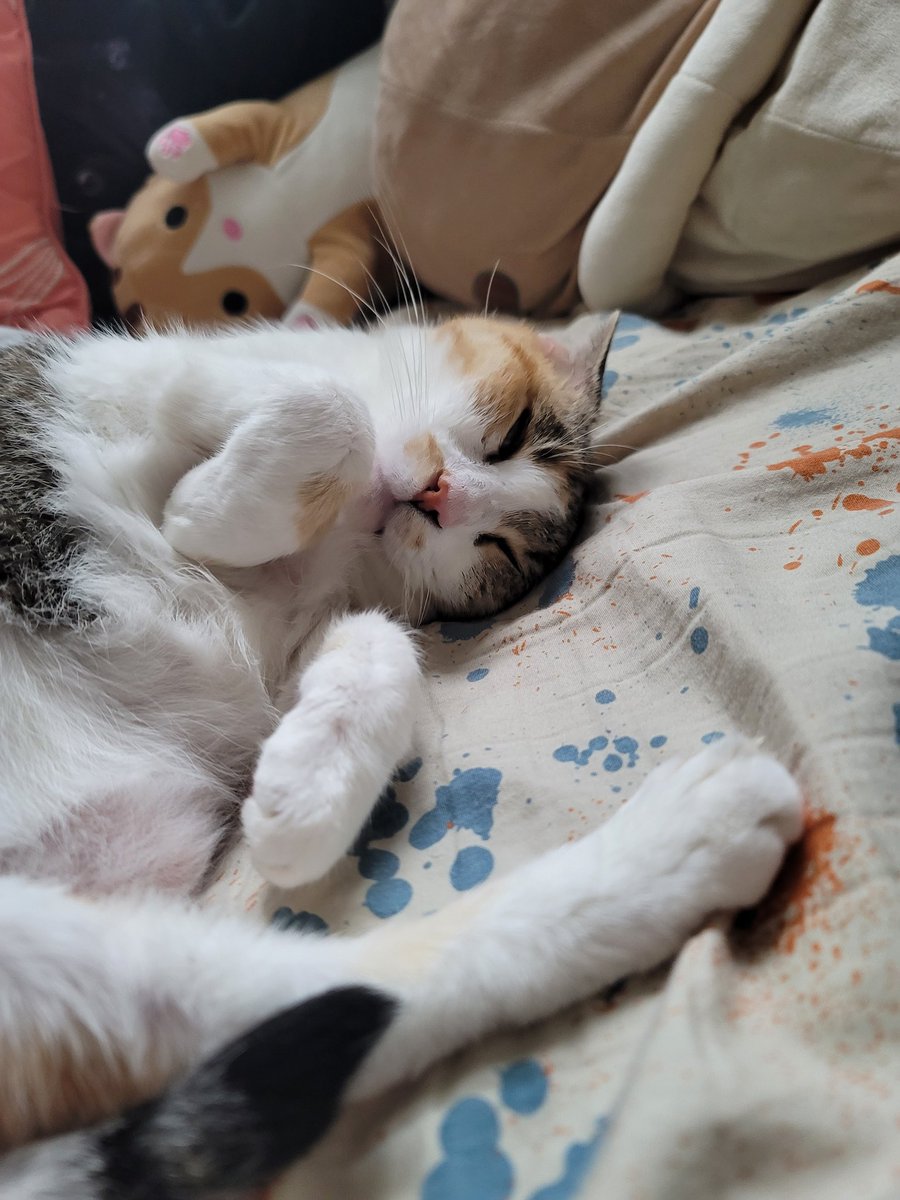 Everyone is sharing their cats so here are my girls that I got for free off the streets
Bibi(first) showed up on a chair on my mom's porch at 5 weeks old
And candy was dropped off in the neighborhood by some asshole and screamed at our door on our porch until we let her inside