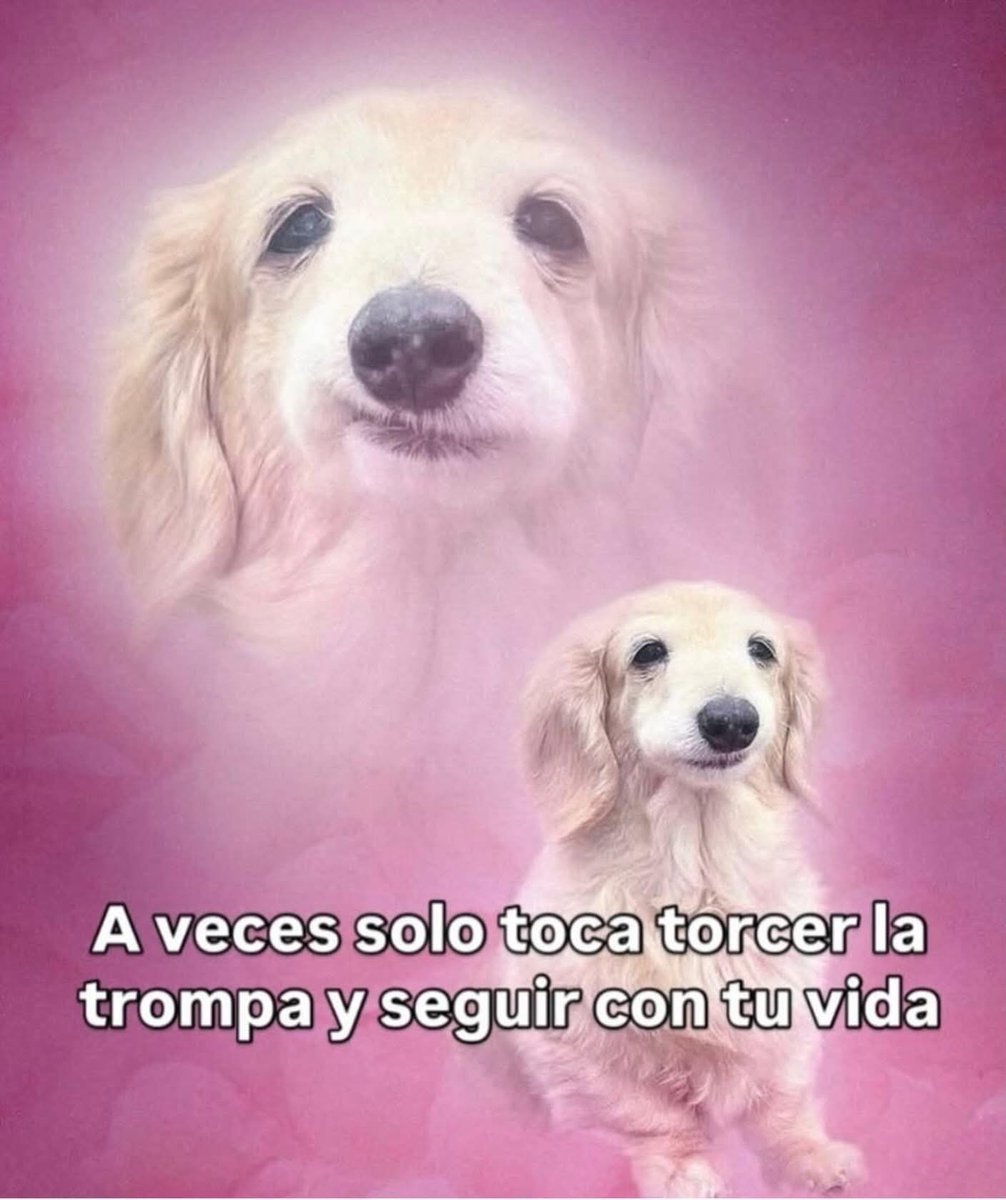 🇲🇽 México Mágico ✨ tweet media