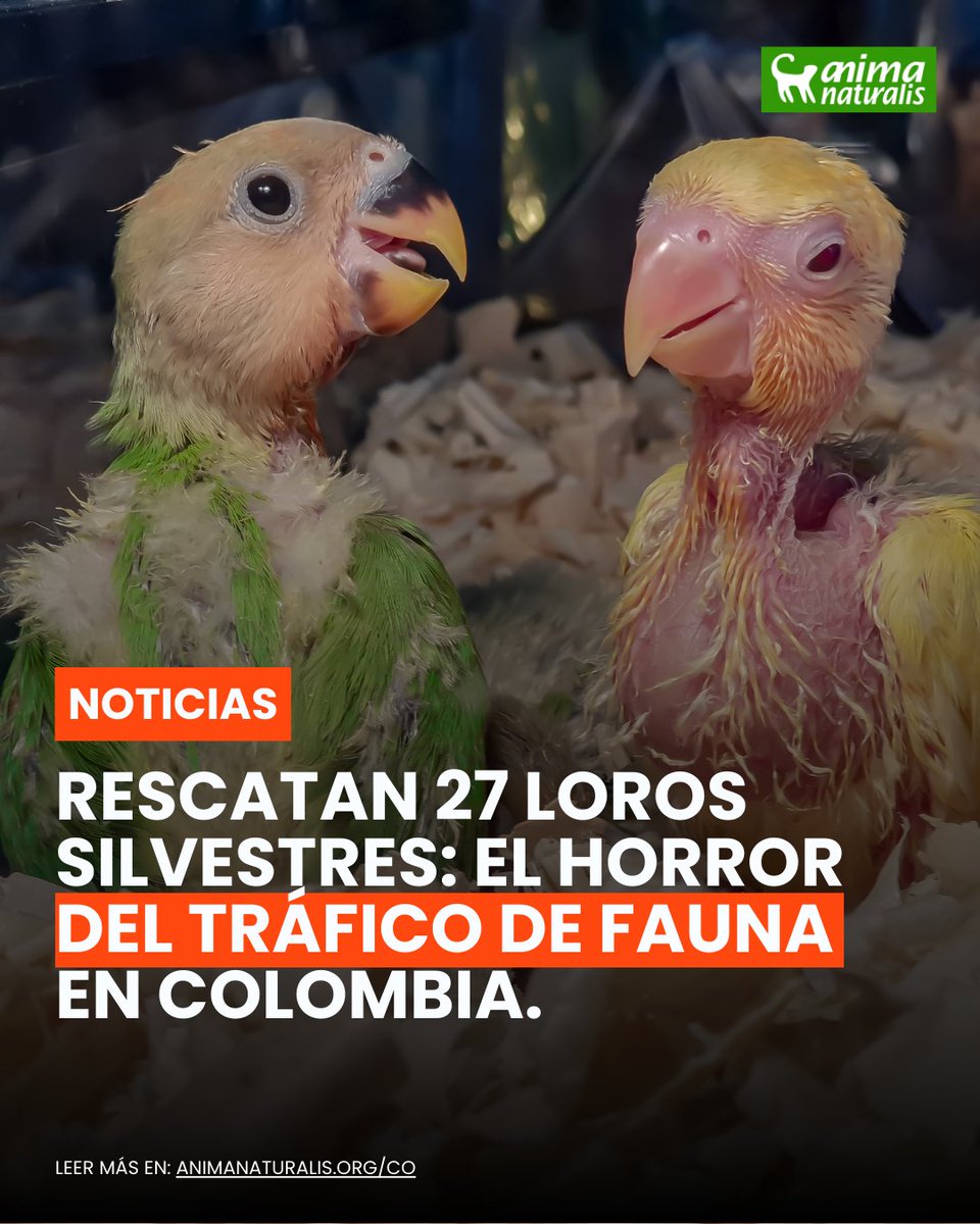 AnimaNaturalisCol tweet media