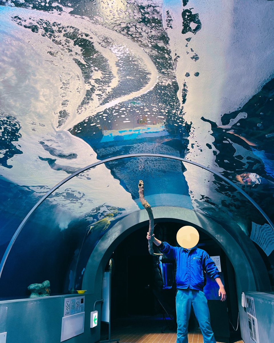 ３月３日にトンネル水槽に魚を搬入する準備中のため、トンネルの魚が少なくなっております🙇
ご理解、ご協力のほどよろしくお願いいたします。
25、26日は普段見ないくらい水位が下がっておりますので、海割りごっこができます🌊
杖も置いているのでよかったらやってみてください