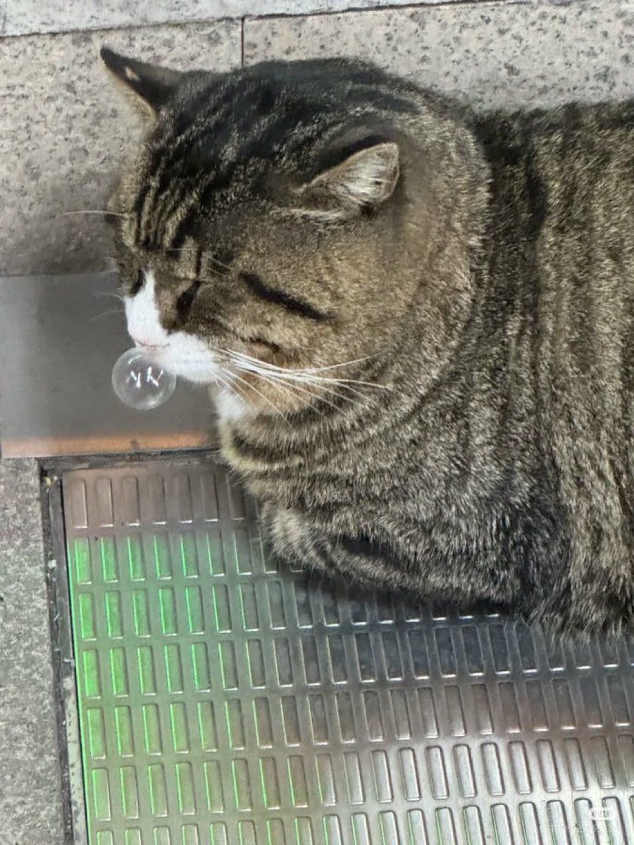 고양이는 왜 이럴까 tweet media