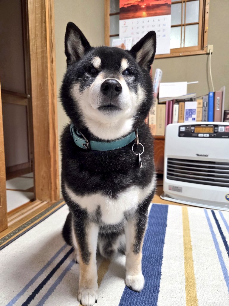 龍ちゃんズとよっちゃんみっちゃん (@ryuchan123bro) / Posts / X