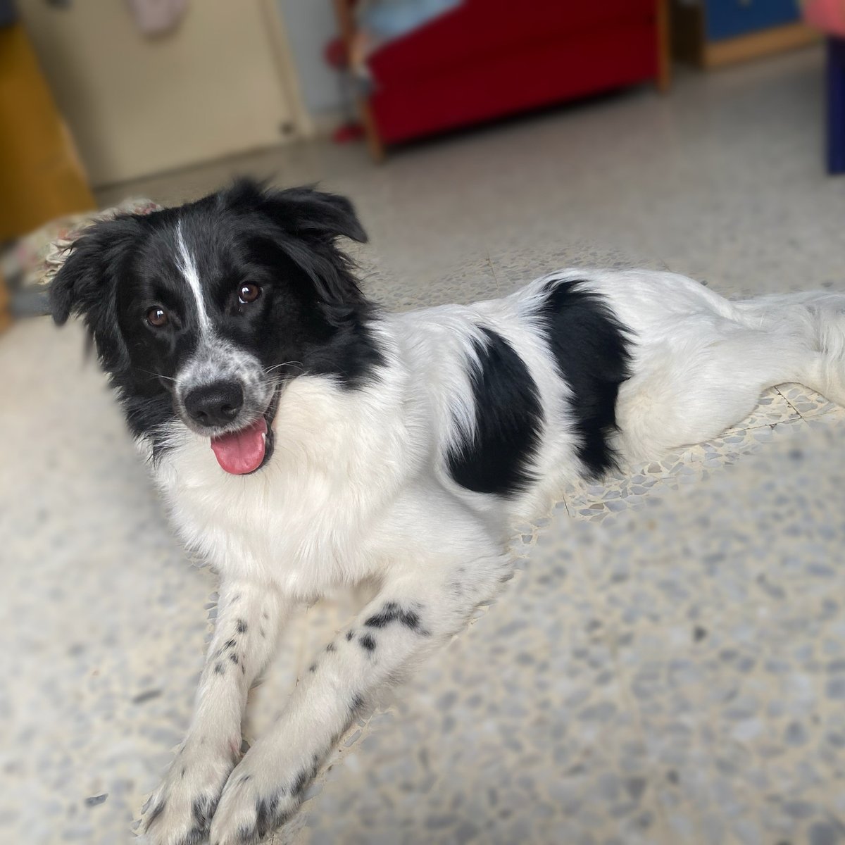 adoptdontshopl's tweet photo. 🐶 FOR ADOPTION 🐶
Meet Oreo &amp; Diva, 7-month-old male &amp; female pups 🐾 Healthy, sweet, and full of playful energy ✨
Looking for a loving and responsible forever home 🏡💙
📍 Koura – Dahr El Ain
📲 Contact: 76 659 131

#adoptdontshop #dogforadoption #puppiesforadoption #home https://t.co/Au9bROQLqB