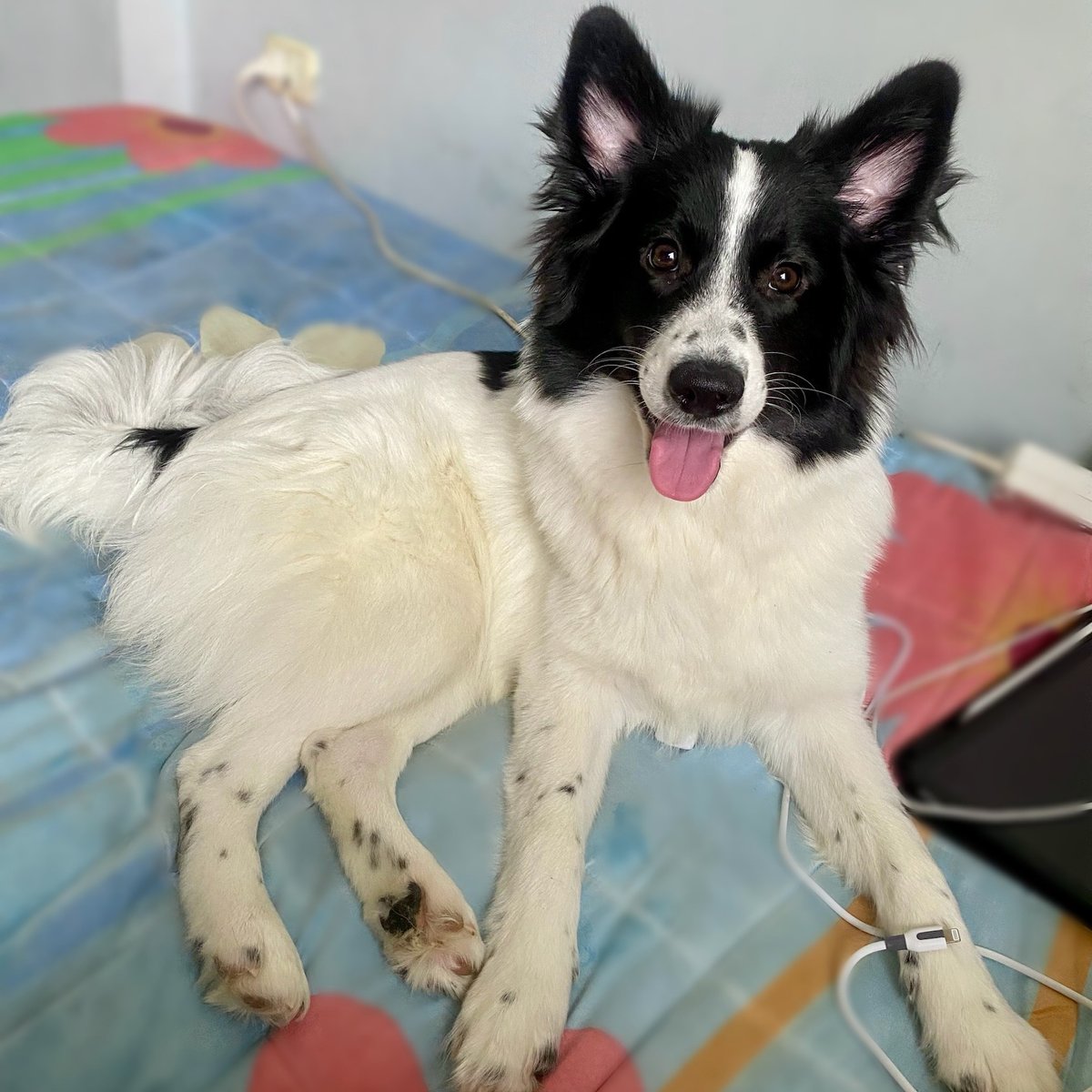 adoptdontshopl's tweet photo. 🐶 FOR ADOPTION 🐶
Meet Oreo &amp; Diva, 7-month-old male &amp; female pups 🐾 Healthy, sweet, and full of playful energy ✨
Looking for a loving and responsible forever home 🏡💙
📍 Koura – Dahr El Ain
📲 Contact: 76 659 131

#adoptdontshop #dogforadoption #puppiesforadoption #home https://t.co/Au9bROQLqB