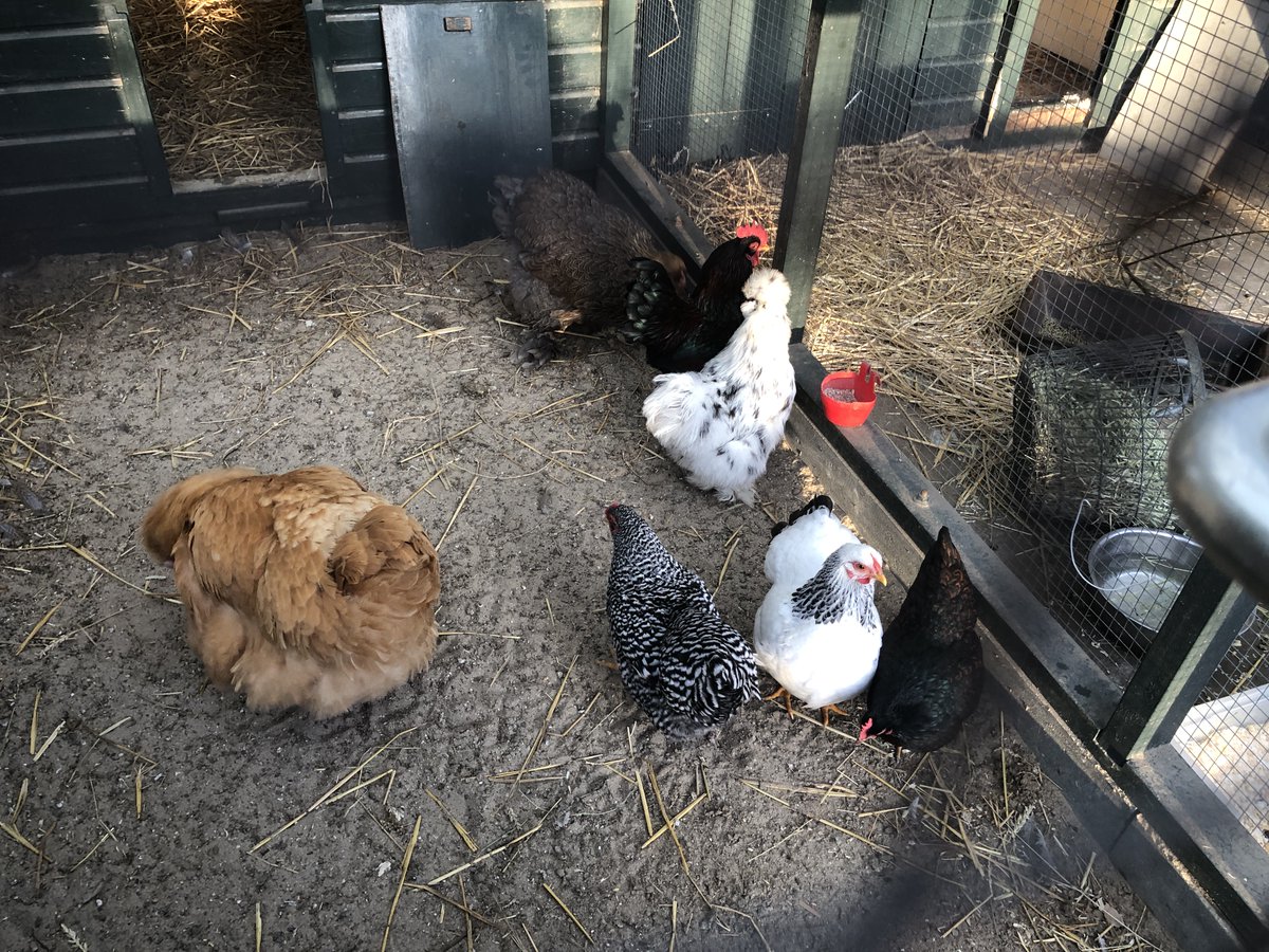 Vrijdag de 13de, voor de bijgelovigen een ongeluksdag. Voor onze kippen is het al tijden ongelukkig, want vanwege de vogelgriepmaatregelen mogen zij al tijden niet in de wei scharrelen.