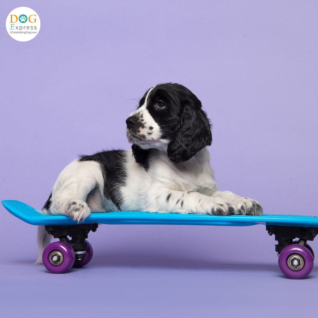 Dog_express's tweet photo. Look at me, it’s time to ride 🤪
#Dogexpress #Doglovers #Dogowners #lovemydog #doglove #doglife #SkaterPup #DogOnBoard #PuppyVibes #SkateDog #CoolPup #FurryAdventures #PuppyStyle #PetReels #InstaDogs #DogsOfInstagram #CutePuppy #PetLifestyle #PlayfulPaws #TrendingPets #ViralDogs https://t.co/F4p0YhfkIR