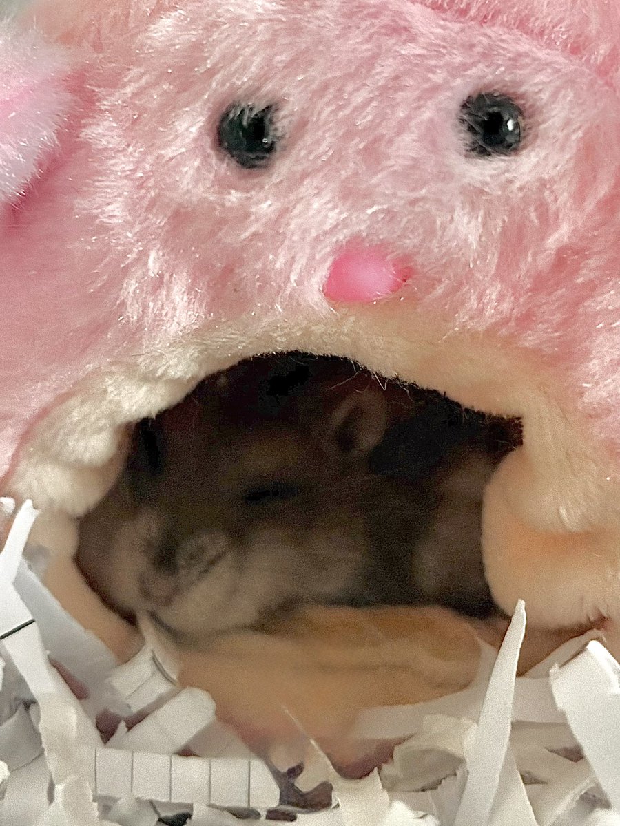 就寝中…💤ただいまマメさん👀