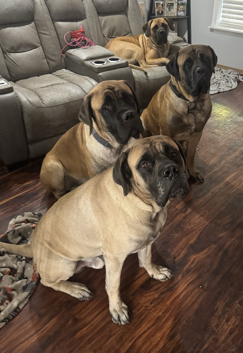 <a href="/Puppieslover/">Puppies 🐶</a> Great job Casper - you’re a hero.!! If we were there we would have helped take them all down.