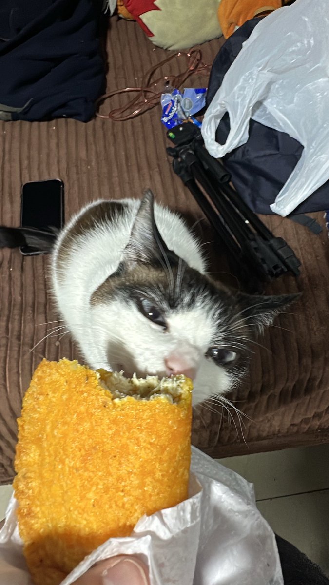 Mi fortuna son las 4 patitas que me siguen todo el día por la casa